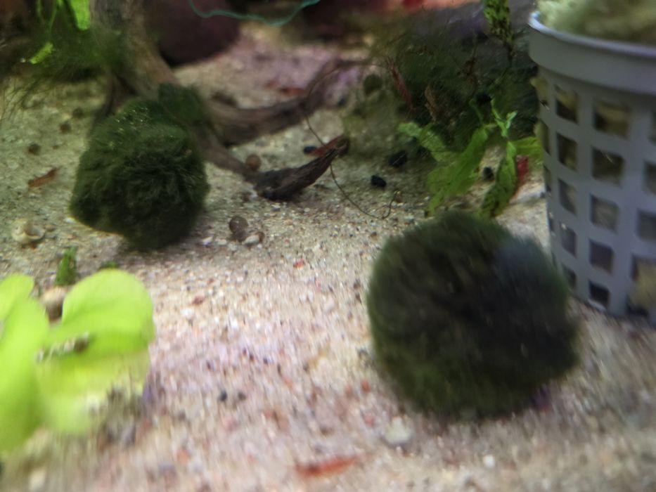 Gałęzatka - roślina akwariowa