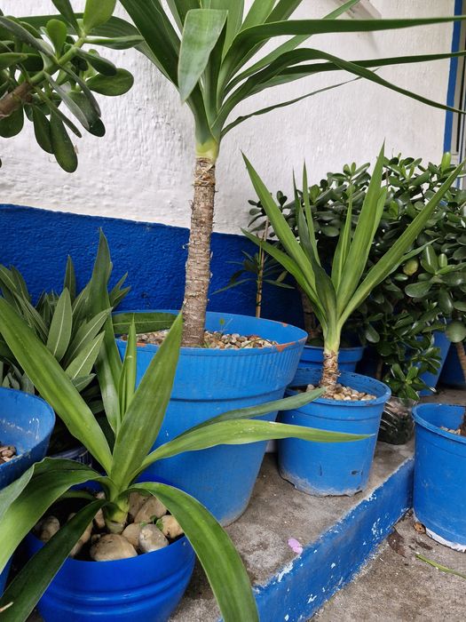 Palmeiras Yuccas vários tamanhos