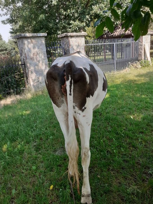 krowa , 3 lata , wkrótce wycienie