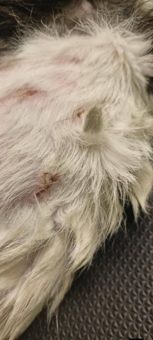 Blanka szuka domku tymczasowego.