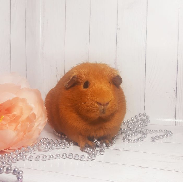 Морская свинка,морська свинка,морские свинки, морські свинки