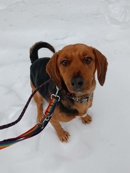 Kłapoucha, pogodna i energiczna Beza