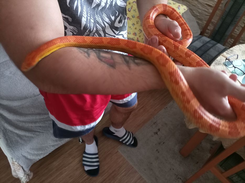 Samiec węża zbożowego