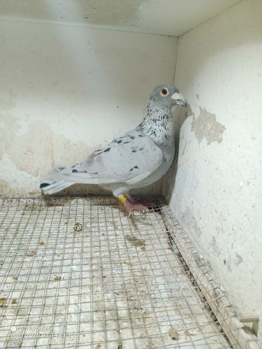 35.Gołębie pocztowe. Samiec Horst Bellinger DV 2019