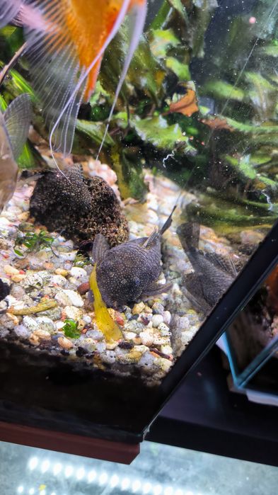 Peixe Ancistrus Fêmea tamanho M/L