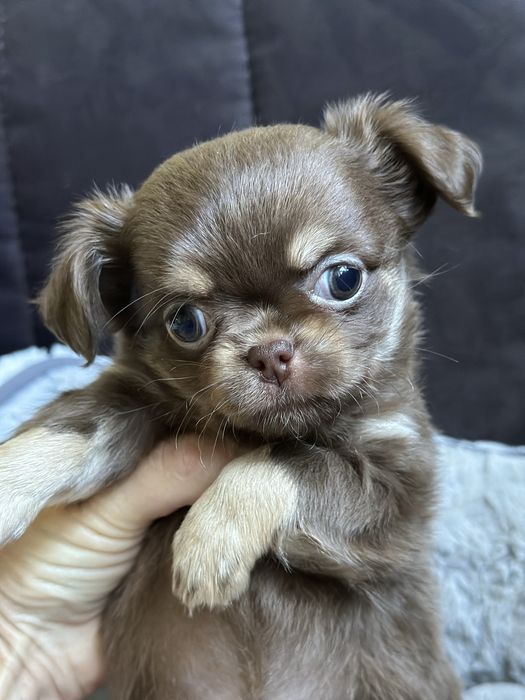 czekoladowy chłopiec Chihuahua