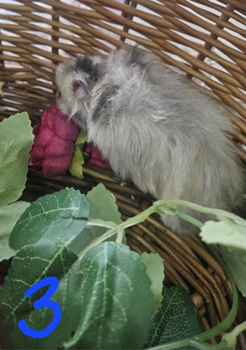 Chomiki syryjskie długowłose