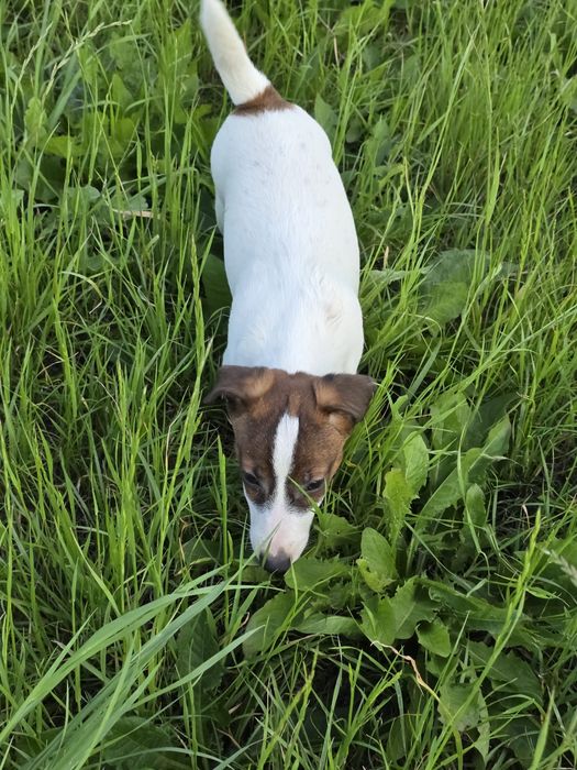 Jack Russell Terrier- suczka