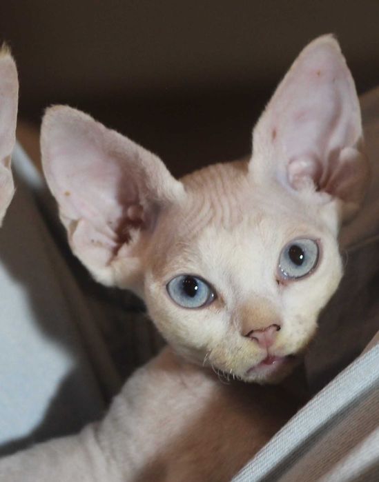 Ufo - arlekin Devon Rex po Championie