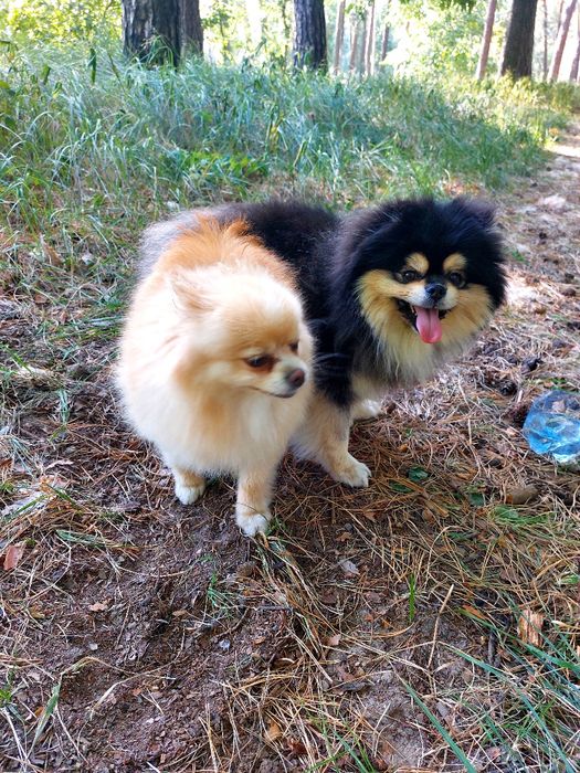 Ищем девочку для шпица.