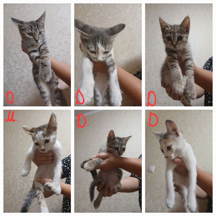 Віддам котят в добрі руки