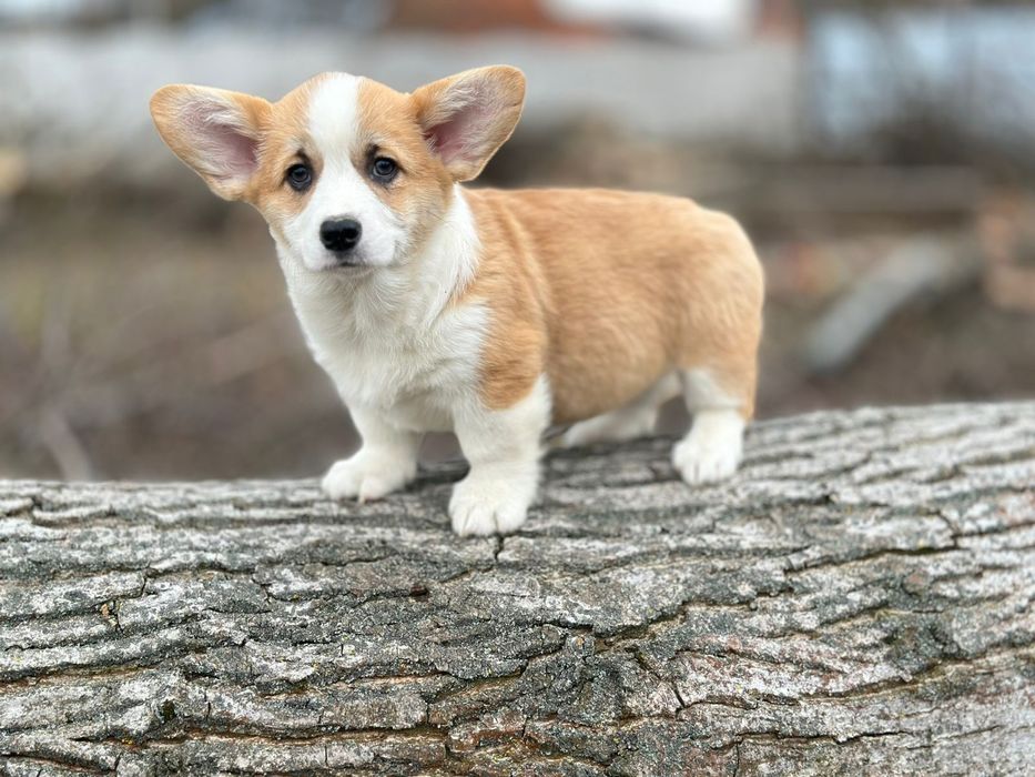 Сестрички вельш коргі пемброк