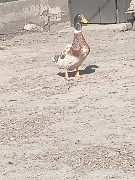 Witam sprzedam kaczora staropolskiego