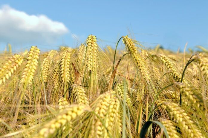 Продам пшеницю 2026року