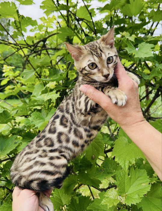 Kotka bengalska. Legalna Hodowla