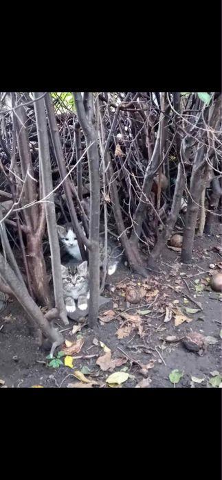 4 malutkie kotki szukają domu stałego lub tymczasowego