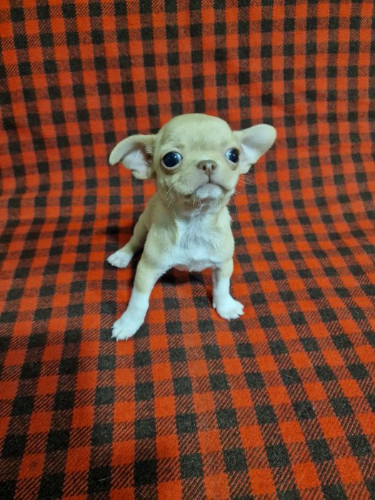 Цуценя чихуахуа дівчинка