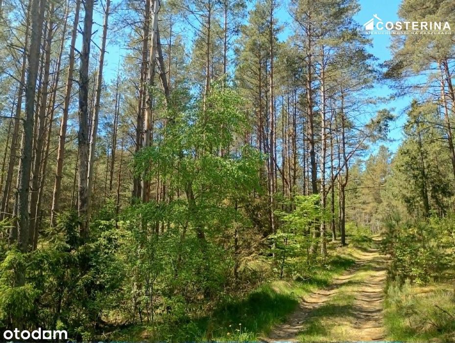 Udział w lesie 14,53 ha – Gostomie, Kaszuby