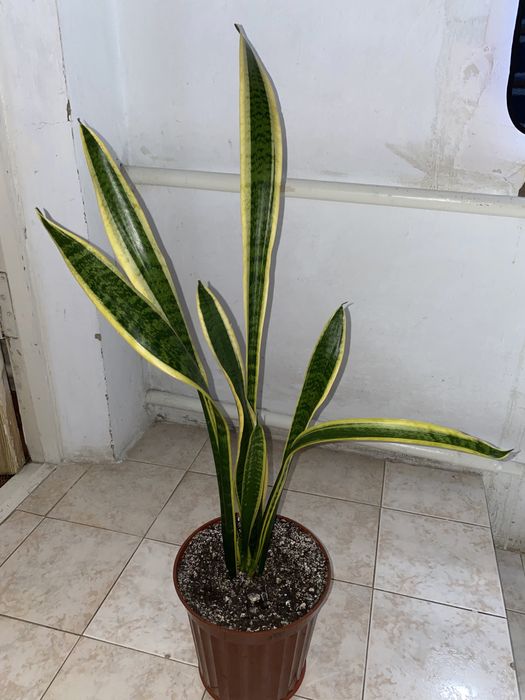 Сансевиерия комнатное растение is