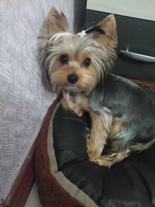 В'язка шукаю дівчинку для йорка