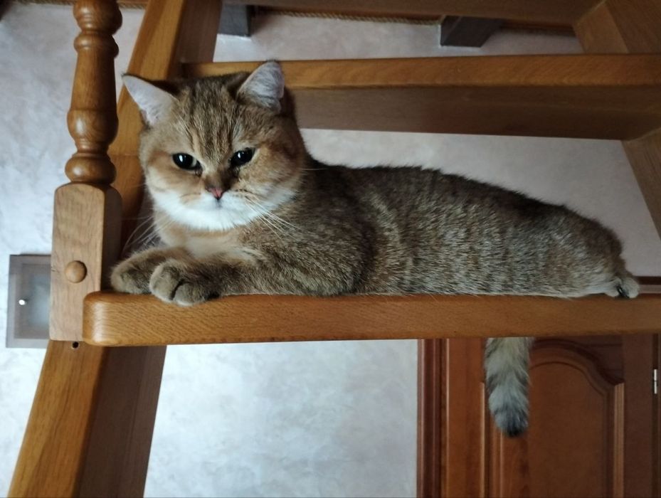 В’язка котів – золота шиншила