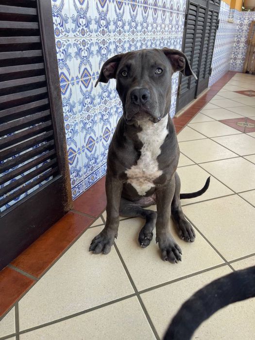 American Bully xl para Adoção