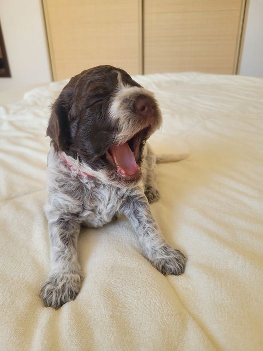 Suczka Lagotto Romagnolo