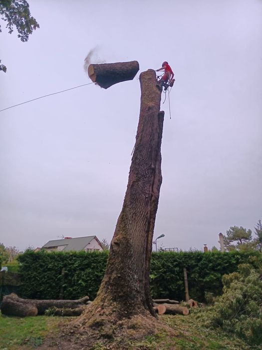 Wycinka i pielęgnacja drzew