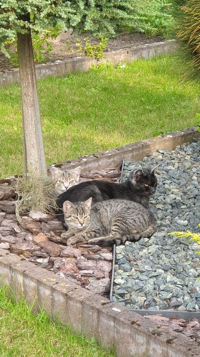 Oddam kotki w dobre rece