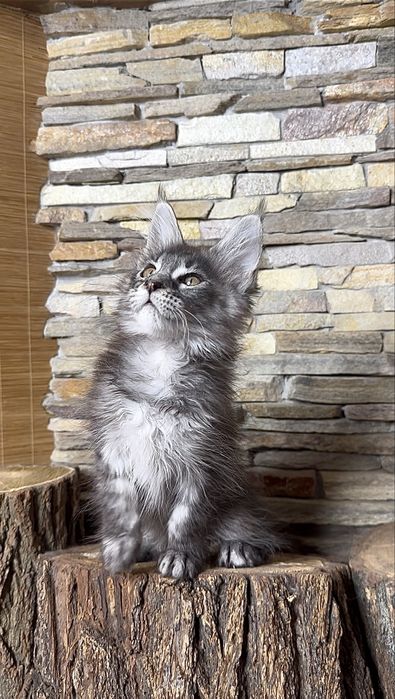 Хлопчик мейн-кун в чорному мармуровому забарвлені на сріблі