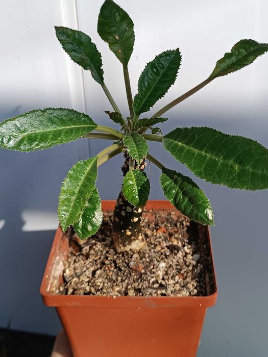 Dorstenia sp.Tailand каудексна рослина