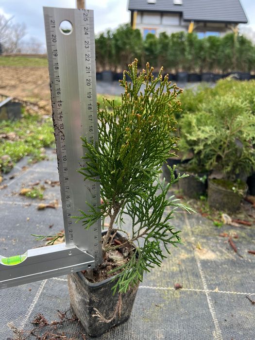 Tuja szmaragd sadzonki 20-30cm w doniczkach!