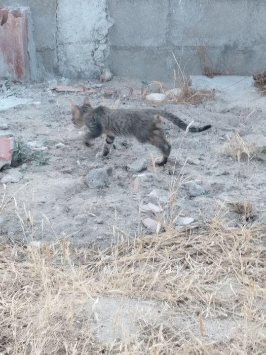Gatinhos bebés para adoção responsável.