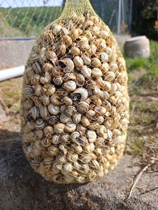 Saco de Caracol e caracol Mitra