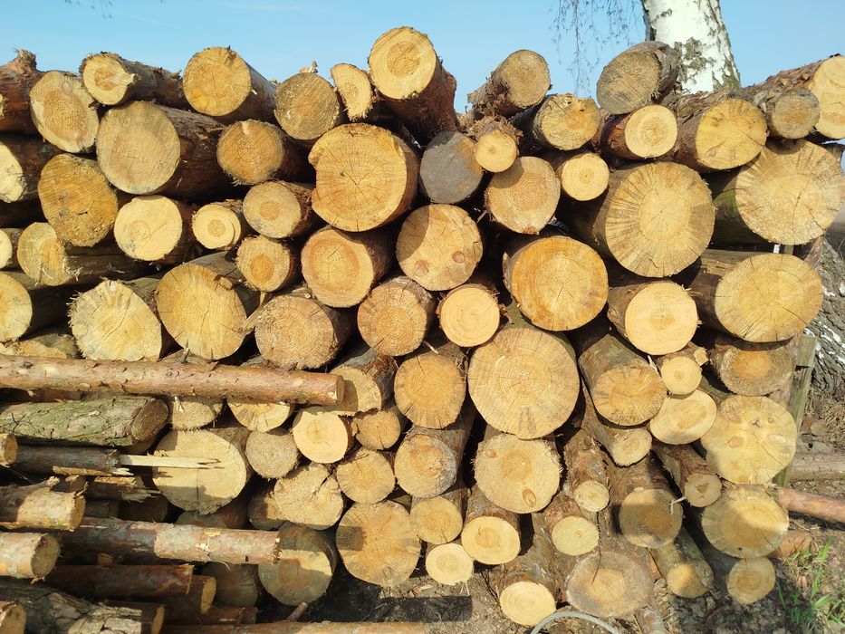 Drewno opałowe brzoza dąb sosna