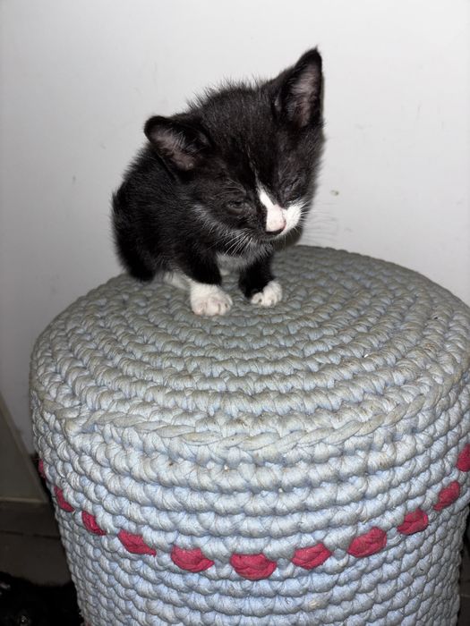 Gatinhos para dar
