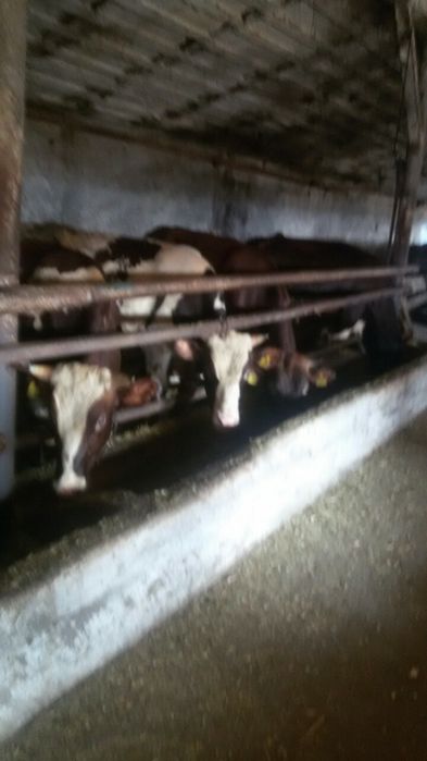 Продам быков на мясо