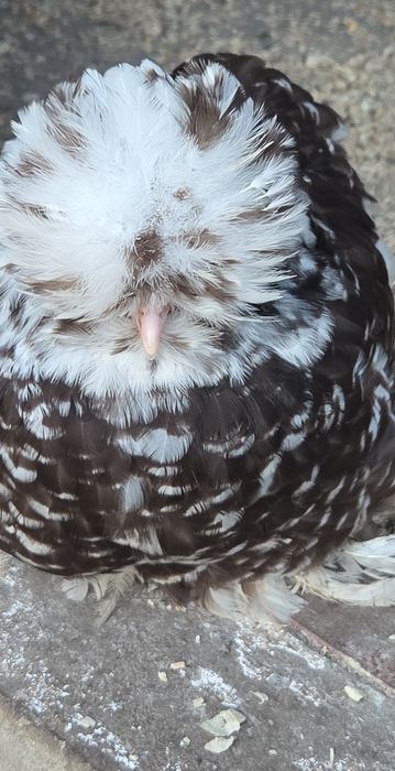 Jajka lęgowe silka usa