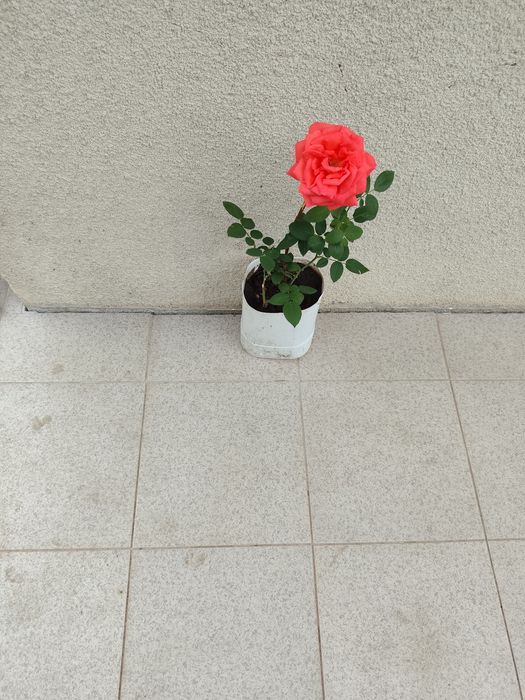 Vaso com Roseira