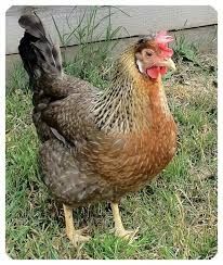 Глобино! Доставка безкоштовна! Кури несушки