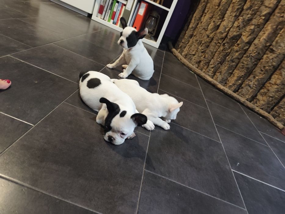 Buldogue Francês fêmea