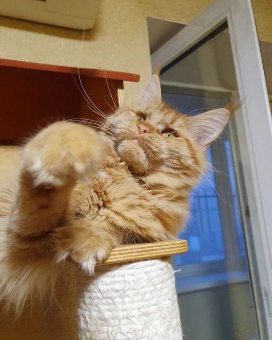 Красуня Фрея шукає котобатьків !