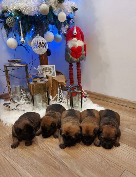 Owczarek belgijski malinois szczeniak