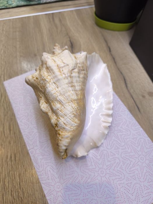 Ракушка океаническая