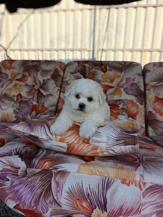 Бишон фризе!! Девочка!!