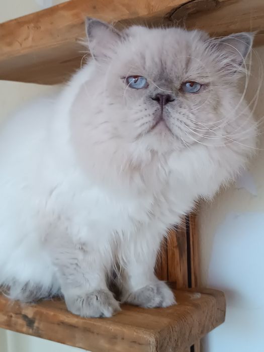 Лилак поинт вязка