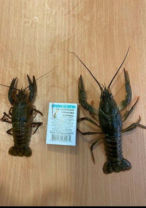 Раки дикие! Живые, варёные! Троещина, Воскресенка.