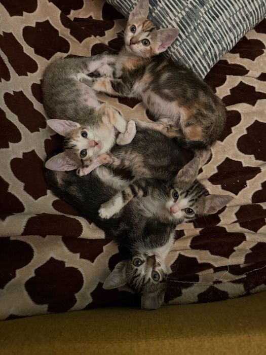 Gatinhos para adoção responsável