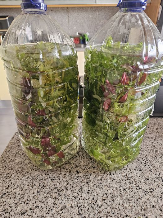 Plantas de aquário