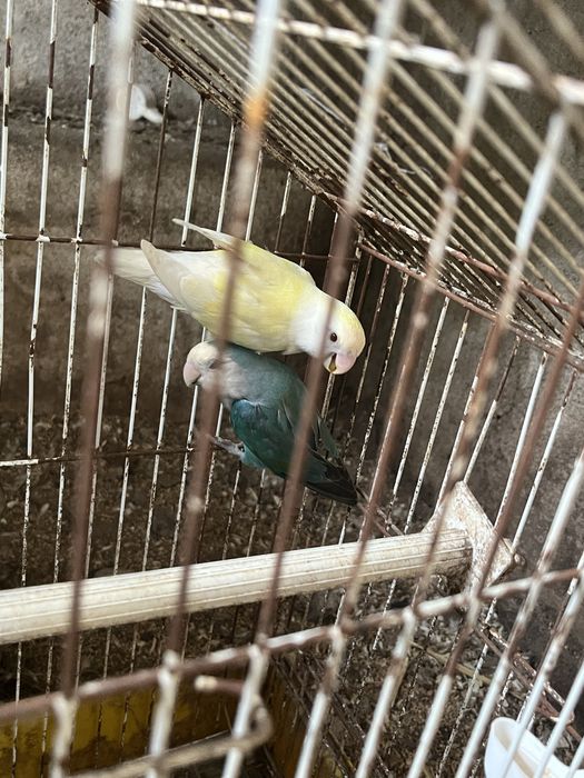 Vendo casal de rosicollis